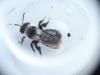 Andrena cineraria